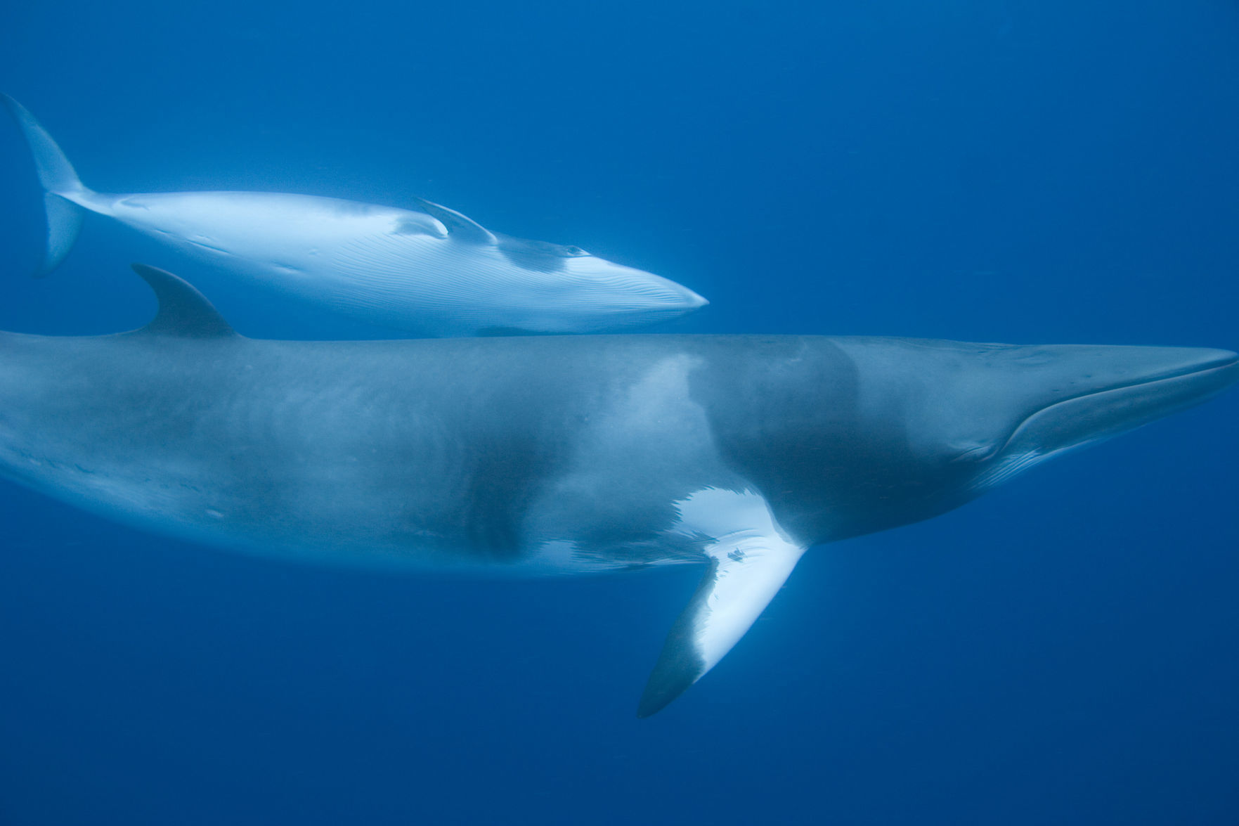 144297215 minke whale